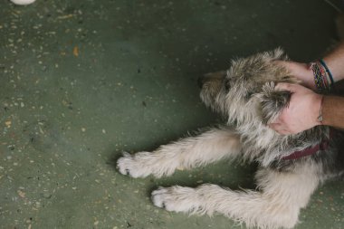 Adam eski köpeğini okşuyor. Sadık köpek sahibine söyler