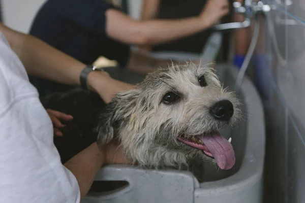 Çağdaş Veteriner Salonunda Evcil Hayvanı Tımar Ederken Özel Metal Banyoda — Stok fotoğraf