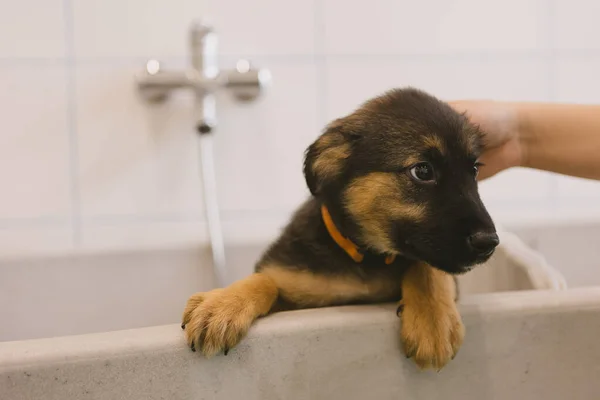Pet Groomer Cão Lavar Salão Aliciamento Serviço Profissional Cuidados Com — Fotografia de Stock