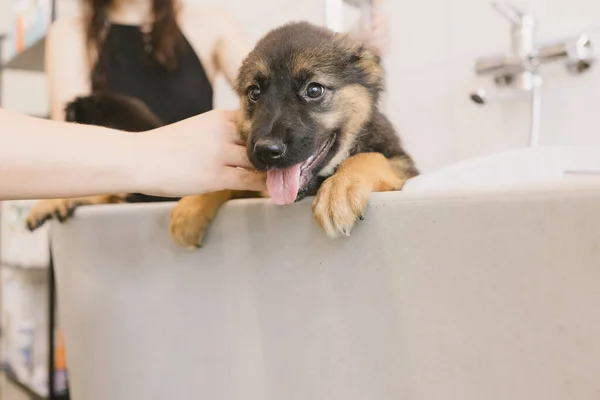 Djurskötare Tvätthund Grooming Salong Professionell Djurskötsel Veterinärkliniken Veterinär Tvättar Hundvalp — Stockfoto