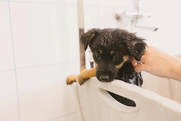 Mascotas Peluquero Lavado Perro Salón Aseo Servicio Profesional Cuidado Animales — Foto de Stock