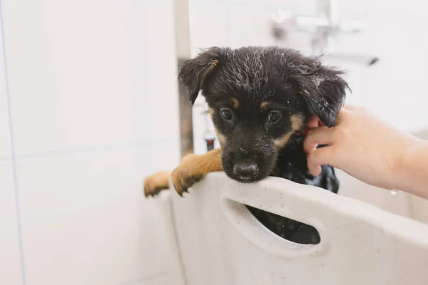 Hayvan Bakıcısı Kuaförde Köpeğini Yıkıyor Veteriner Kliniğinde Profesyonel Hayvan Bakımı — Stok fotoğraf