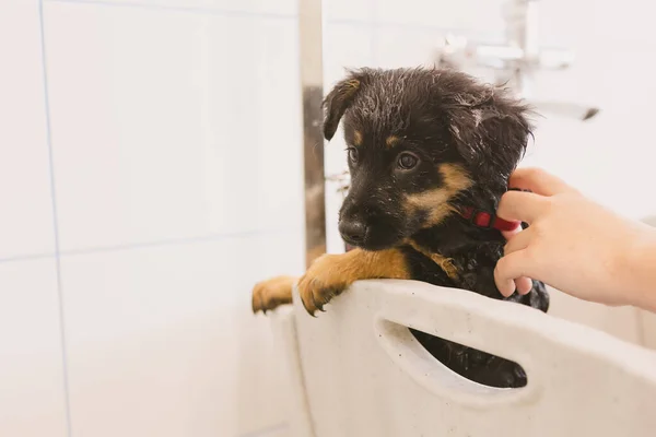 Pet groomer washing dog in grooming salon.Professional animal care service in vet clinic. Veterinarian washes puppy doggy.