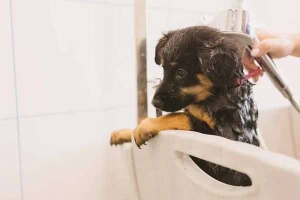 グルーミングサロンで犬を洗うペットグロマー 獣医クリニックのプロフェッショナルな動物ケアサービス 獣医師は子犬犬を洗う — ストック写真