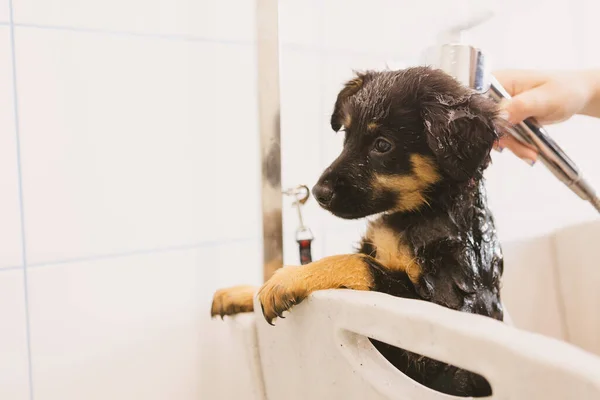グルーミングサロンで犬を洗うペットグロマー 獣医クリニックのプロフェッショナルな動物ケアサービス 獣医師は子犬犬を洗う — ストック写真