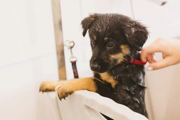Pet Groomer Washing Dog Grooming Salon Professional Animal Care Service — Stock Photo, Image