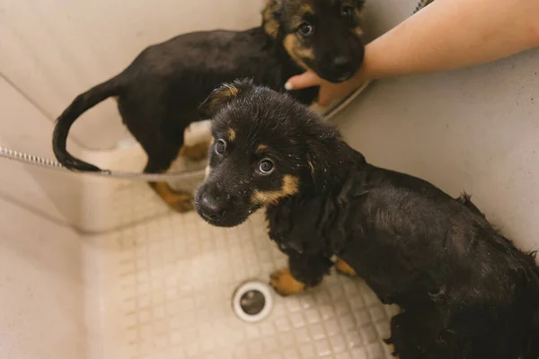 濡れたかわいいと美しい子犬犬のバスタブと洗濯の風呂 グルーミングサロンで2匹の子犬を洗うペットグルーマー 獣医クリニックのプロの動物ケアサービス 獣医師は子犬を洗う — ストック写真