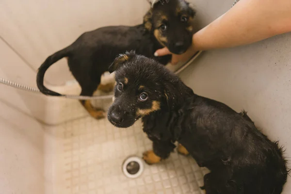 濡れたかわいいと美しい子犬犬のバスタブと洗濯の風呂 グルーミングサロンで2匹の子犬を洗うペットグルーマー 獣医クリニックのプロの動物ケアサービス 獣医師は子犬を洗う — ストック写真