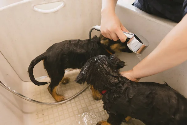 Dos Perros Cachorro Lindo Hermoso Baño Húmedo Bañera Lavado Peluquero — Foto de Stock