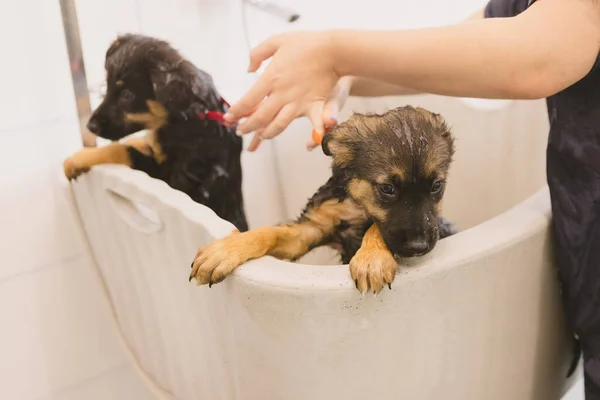 Due Bagnato Carino Bello Cucciolo Cani Bagno Nella Vasca Bagno — Foto Stock