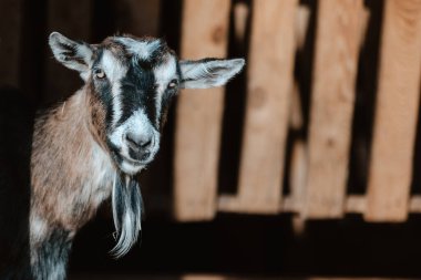 Keçi. Köydeki bir çiftlikteki keçinin portresi. Güzel keçi pozu