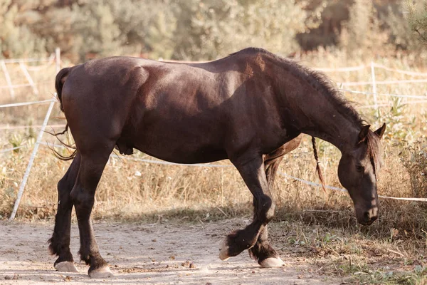 自然の馬 馬の肖像 — ストック写真