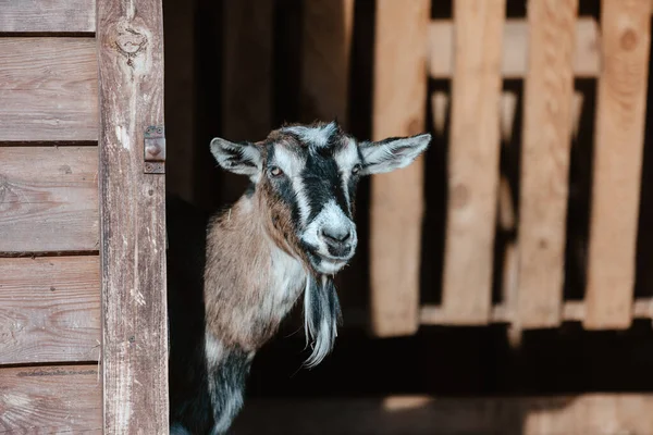 Keçi Köydeki Bir Çiftlikteki Keçinin Portresi Güzel Keçi Pozu — Stok fotoğraf