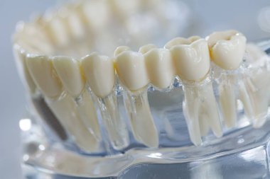 Diş eğitimi modeli. Sığ dof.