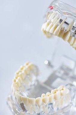 İnsan çenesi modeli. Seçici Odaklanma.