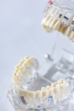 Diş eğitimi modeli. Sığ dof.