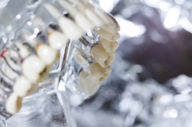 Diş eğitimi modeli. Sığ dof.