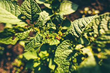 Colorado patates böceği ya da patates bitkilerinin yapraklarını yiyen Leptinotarsa dezenfektan larvası. Seçici odak.
