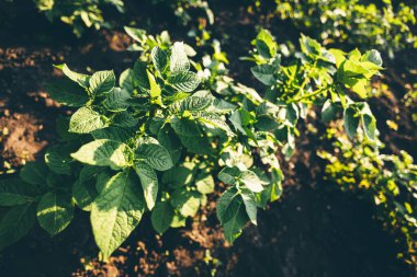 Patates hasadı yeşili yapraklar yakın çekim makro duvar kağıdı. Doğal kalıpların soyut kavramı