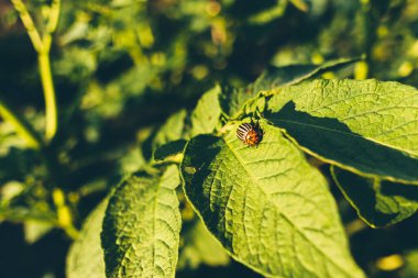 Colorado Patates Çizgili Böcek - Leptinotarsa Decemlineata Ciddi Patates Bitkilerinin Başbelasıdır
