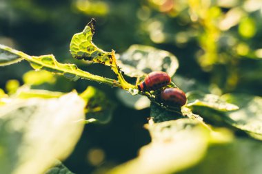 Colorado patates böceği ya da patates bitkilerinin yapraklarını yiyen Leptinotarsa dezenfektan larvası. Seçici odak.