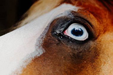 Bir atın mavi gözünün yoğun ve detaylı bakışı. Yakın çekim gözün karmaşık dokusunu ve doğal güzelliğini vurgular, canlı mavi iris ve çevreleyen özelliklere odaklanır.