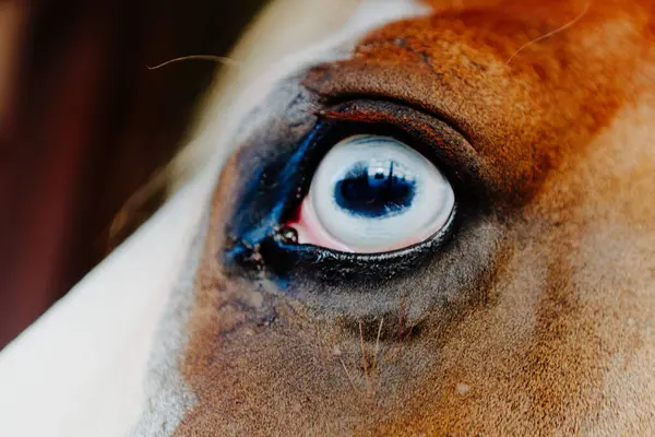 stock image Intense and detailed gaze of a horse's blue eye. The close-up shot highlights the intricate textures and natural beauty of the eye, with a focus on the vivid blue iris and surrounding features