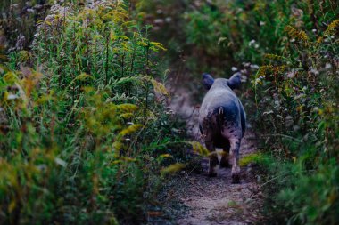 Yeşillik ve kır çiçekleriyle çevrili pis bir patikada yürüyen domuz.