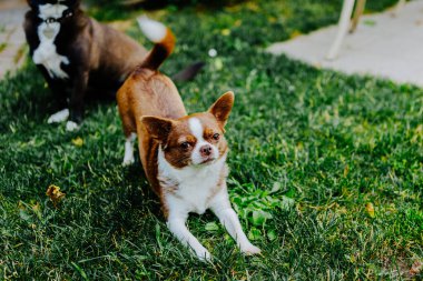 Küçük köpek, Chihuahua, çimenlerde mutlu mesut oynuyor. Küçük ve sevimli hayvanlar.