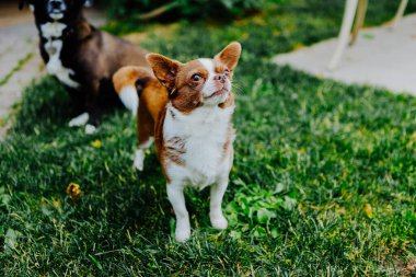 Küçük köpek, Chihuahua, çimenlerde mutlu mesut oynuyor. Küçük ve sevimli hayvanlar.