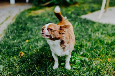 Küçük köpek, Chihuahua, çimenlerde mutlu mesut oynuyor. Küçük ve sevimli hayvanlar.