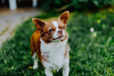 Küçük köpek, Chihuahua, çimenlerde mutlu mesut oynuyor. Küçük ve sevimli hayvanlar.