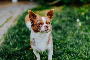 Küçük köpek, Chihuahua, çimenlerde mutlu mesut oynuyor. Küçük ve sevimli hayvanlar.