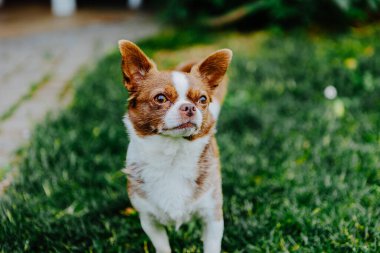 Küçük köpek, Chihuahua, çimenlerde mutlu mesut oynuyor. Küçük ve sevimli hayvanlar.