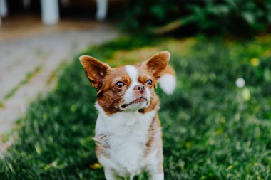 Küçük köpek, Chihuahua, çimenlerde mutlu mesut oynuyor. Küçük ve sevimli hayvanlar.