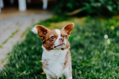 Küçük köpek, Chihuahua, çimenlerde mutlu mesut oynuyor. Küçük ve sevimli hayvanlar.