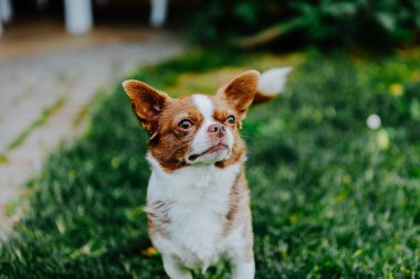 Küçük köpek, Chihuahua, çimenlerde mutlu mesut oynuyor. Küçük ve sevimli hayvanlar.