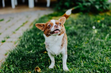 Küçük köpek, Chihuahua, çimenlerde mutlu mesut oynuyor. Küçük ve sevimli hayvanlar.