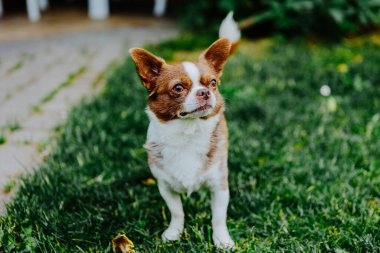 Küçük köpek, Chihuahua, çimenlerde mutlu mesut oynuyor. Küçük ve sevimli hayvanlar.