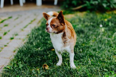 Küçük köpek, Chihuahua, çimenlerde mutlu mesut oynuyor. Küçük ve sevimli hayvanlar.