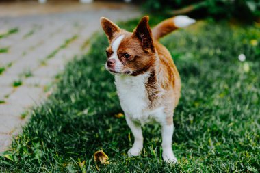 Küçük köpek, Chihuahua, çimenlerde mutlu mesut oynuyor. Küçük ve sevimli hayvanlar.