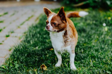 Küçük köpek, Chihuahua, çimenlerde mutlu mesut oynuyor. Küçük ve sevimli hayvanlar.