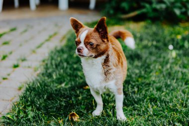 Küçük köpek, Chihuahua, çimenlerde mutlu mesut oynuyor. Küçük ve sevimli hayvanlar.