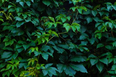 Soyut yeşil yaprak dokusu, doğa koyu yeşil arkaplan.