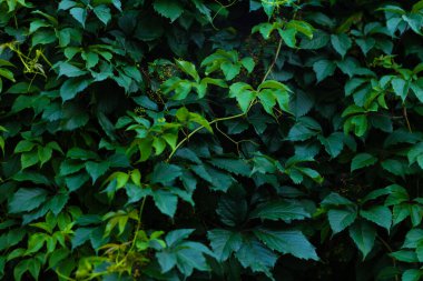 Soyut yeşil yaprak dokusu, doğa koyu yeşil arkaplan.