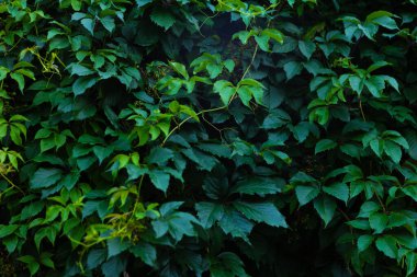 Soyut yeşil yaprak dokusu, doğa koyu yeşil arkaplan.