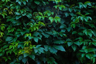 Soyut yeşil yaprak dokusu, doğa koyu yeşil arkaplan.