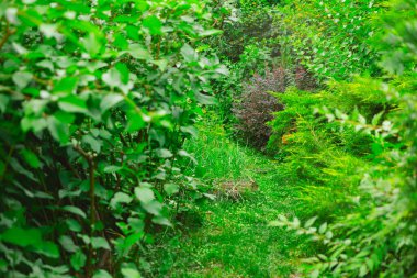 Soyut yeşil yaprak dokusu, doğa koyu yeşil arkaplan
