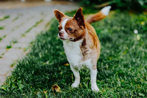 Küçük köpek, Chihuahua, çimenlerde mutlu mesut oynuyor. Küçük ve sevimli hayvanlar.
