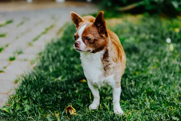 Küçük köpek, Chihuahua, çimenlerde mutlu mesut oynuyor. Küçük ve sevimli hayvanlar.